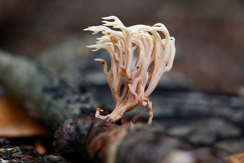 Koraal achtige paddenstoel in Elswout von Eric-Jan Oud