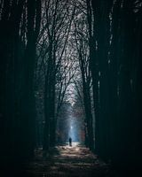 Silhouette d'un homme dans une allée forestière