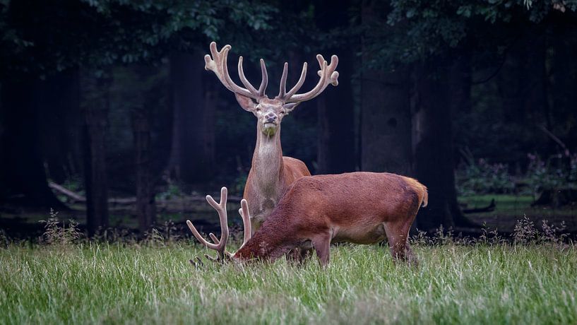 Edelherten in het veld par Randy van Domselaar