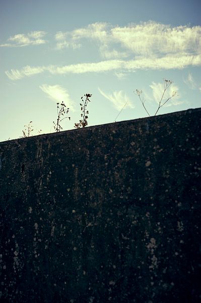 Individual plants peek out from behind a wall by Michael Moser
