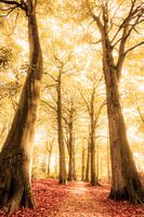 Der Weg eines Träumers