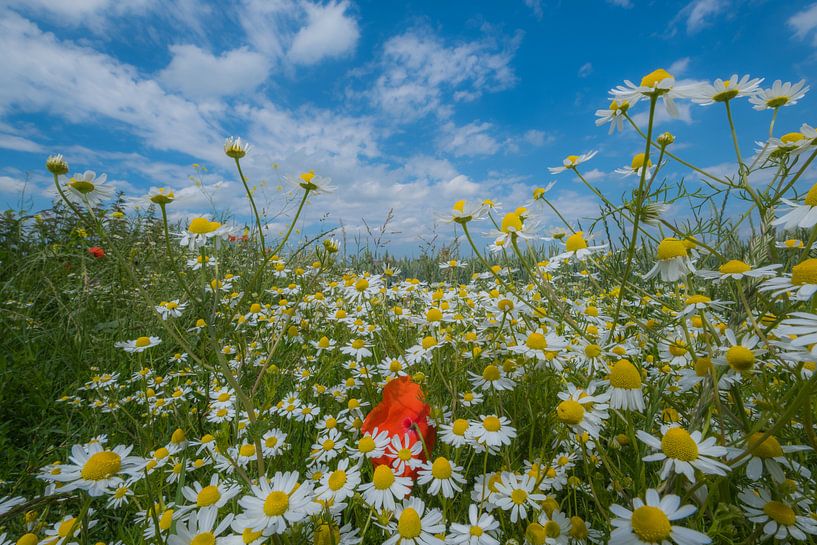 Veldbloemen par Moetwil en van Dijk - Fotografie