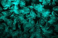 turquoise jellyfish against black sea