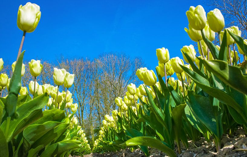 Ampoules terrain avec tulipes jaunes par Rietje Bulthuis