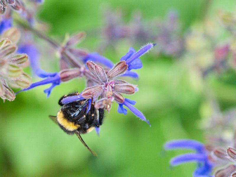Bumblebee on a flower collecting nectar by Martin Köbsch