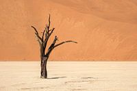 Deadvlei, Baumskelette in einer trostlosen DünenlandschaftDeadvlei / Dodevlei: eine weiße Lehmebene