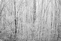 Winterliche Atmosphäre in Schwarz und Weiß