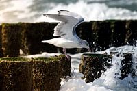 Une mouette qui mange dans la tempête