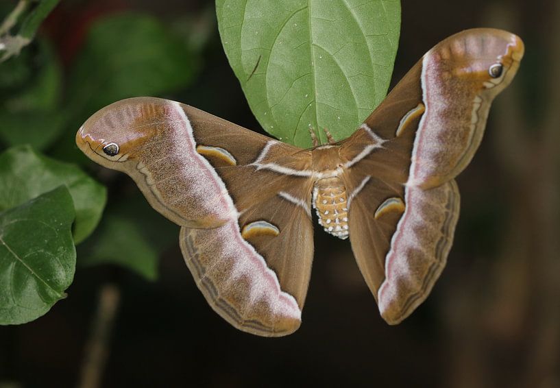 Giant silk moth by Matthias Brix
