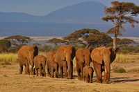 Elephants in Amboseli
