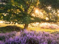 Bruyère fleurie et vieux chêne