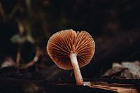 Mushroom growing out of a stump