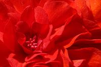 Cœur d'un bégonia rouge au soleil