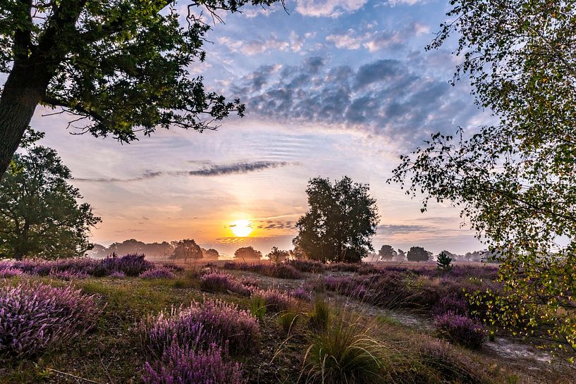 La journée commence avec de belles bruyères violettes et un ciel magnifique. par Els Oomis