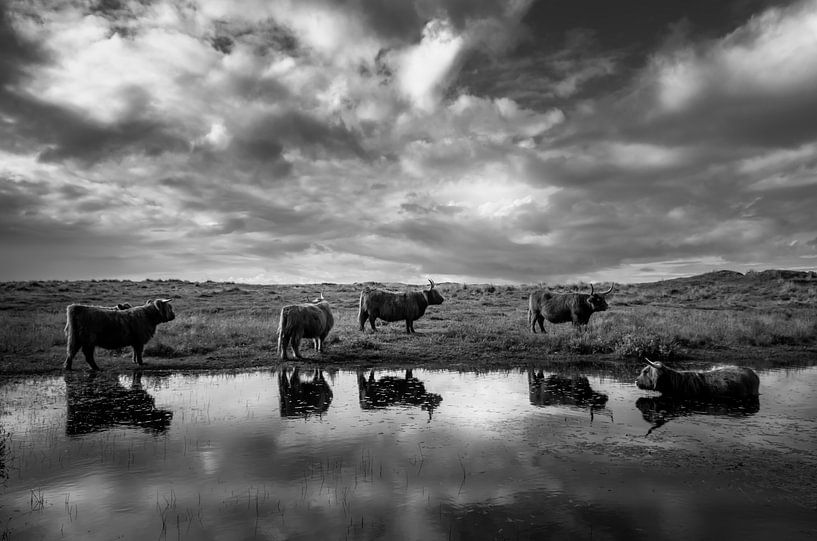 Highlanders par Klaas Fidom