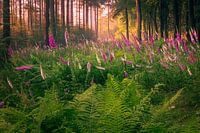 La digitale sur le Veluwe