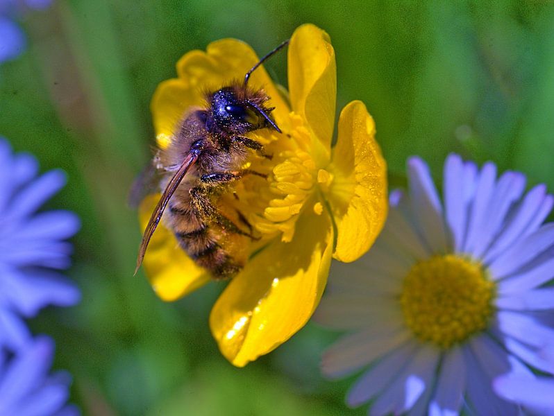 Biene auf der Blüte von Edgar Schermaul