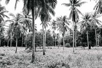 Palm trees (Palm trees in Thailand, black and white)