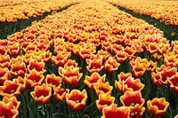Feld voller Tulpen
