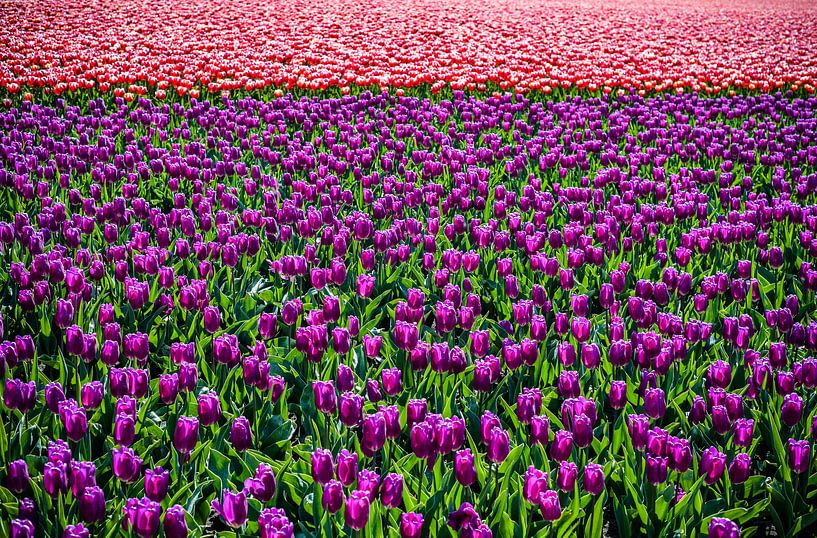 Tulpen Velden par Erika Gallegos