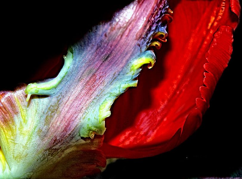 Colorfestival by Harrie van der Meer