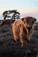 Jong kalf in paarse heide bij zonsondergang