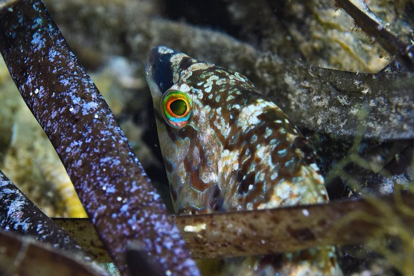 Symphodus Roissali par LISA DC