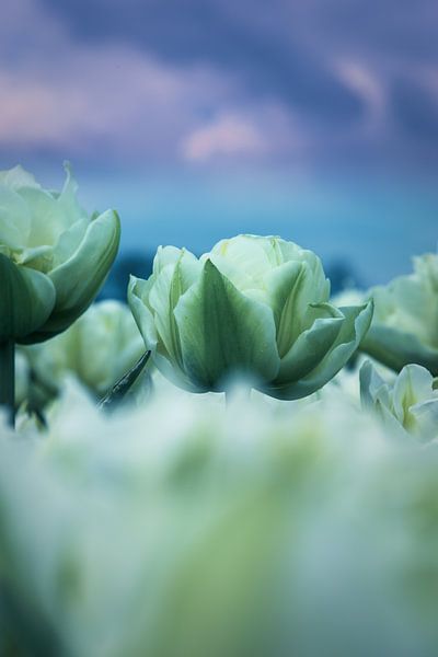 Blanc par peterheinspictures