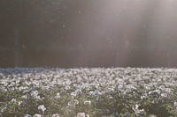 Aardappelveld in bloei 2