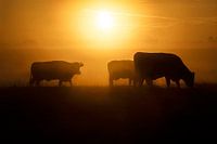 Un troupeau de vaches au pâturage pendant un beau lever de soleil