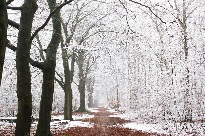 Morgenspaziergang im ersten Schnee in einem Buchenwald, Veluwe, Niederlande von Shotz by Mindy