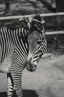 Grevy zebra