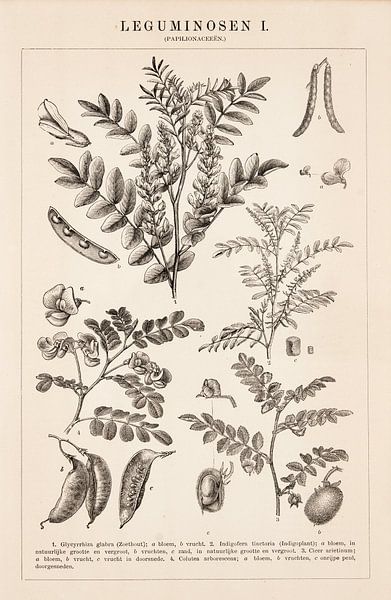 Antique print Leguminosen I by Studio Wunderkammer