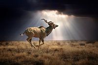 FlyingKudu