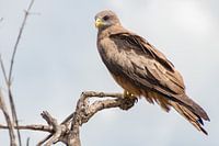 Yellow-billed kite