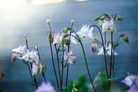 Blumen im Morgenlicht