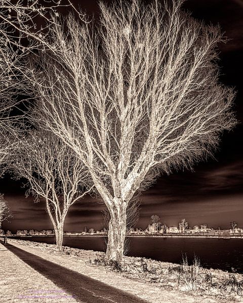 Graphique, arbres par Jakob Huizen van