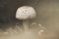 Einsamer Pilz im Nebel
