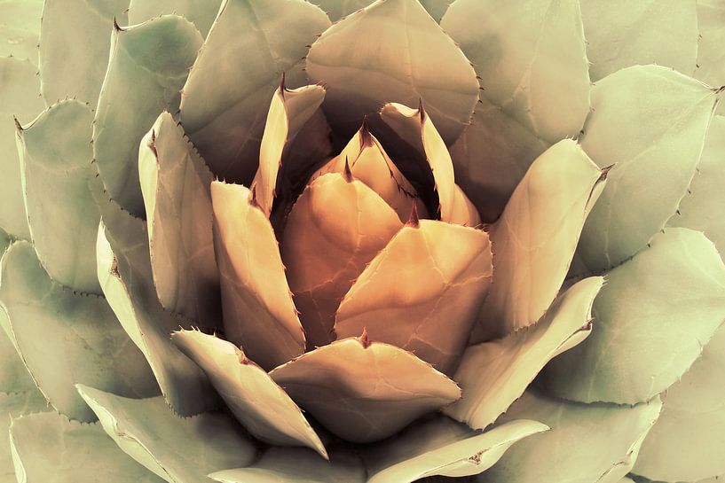 CACTUS V par Pia Schneider