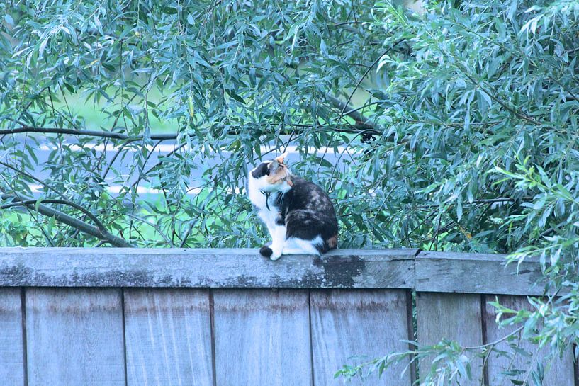 Gato by Azucena Kouwenhoven