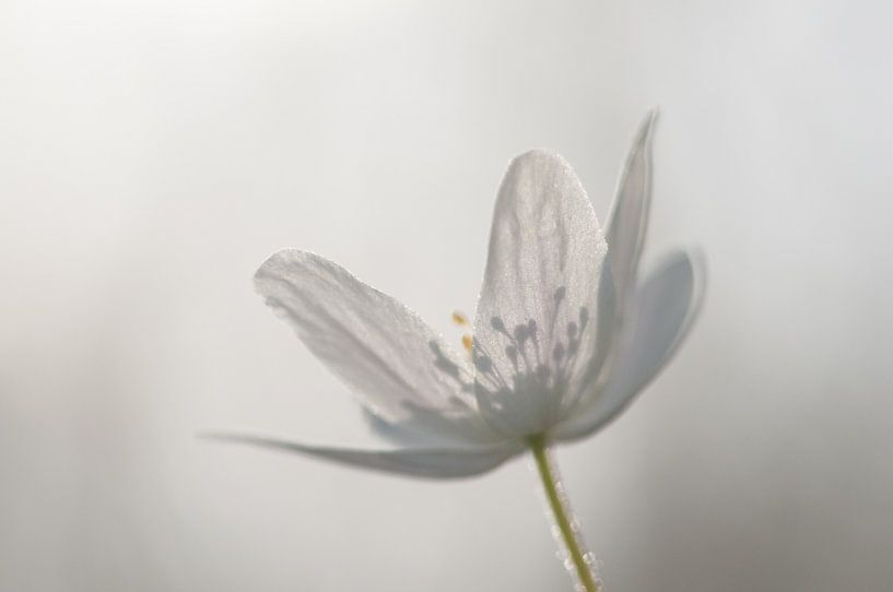 Bosanemoon von Douwe Schut