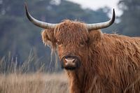 Schottische Hochlandrind schaut direkt in die Linse