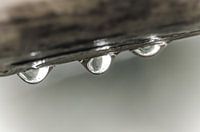 Three tiny droplets hanging from a branch......