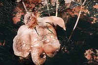 Die Fantasiewelt des Sonnenhuts Nr. 2