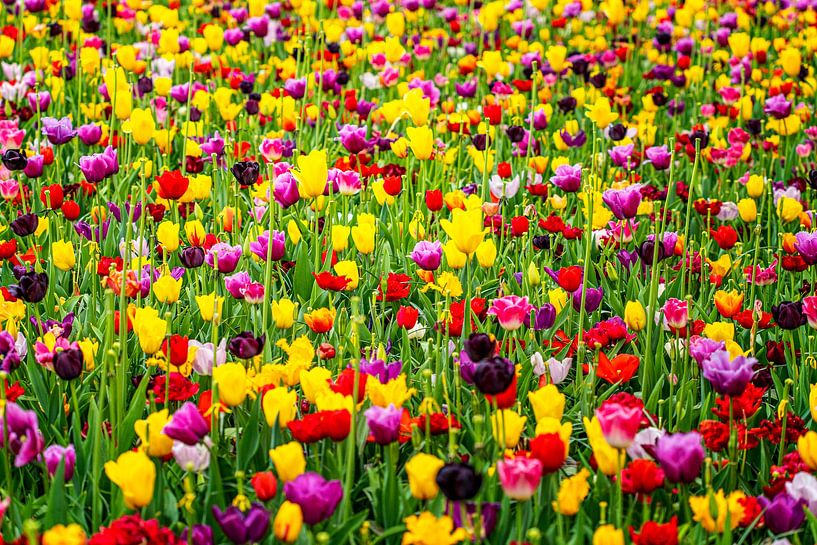 Des tulipes colorées par Marly De Kok