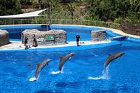 Drei Delfine in einem Park