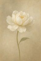 Pivoine blanche Sérénité