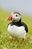 Un macareux de près