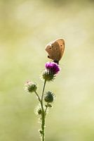 Papillon sur une fleur