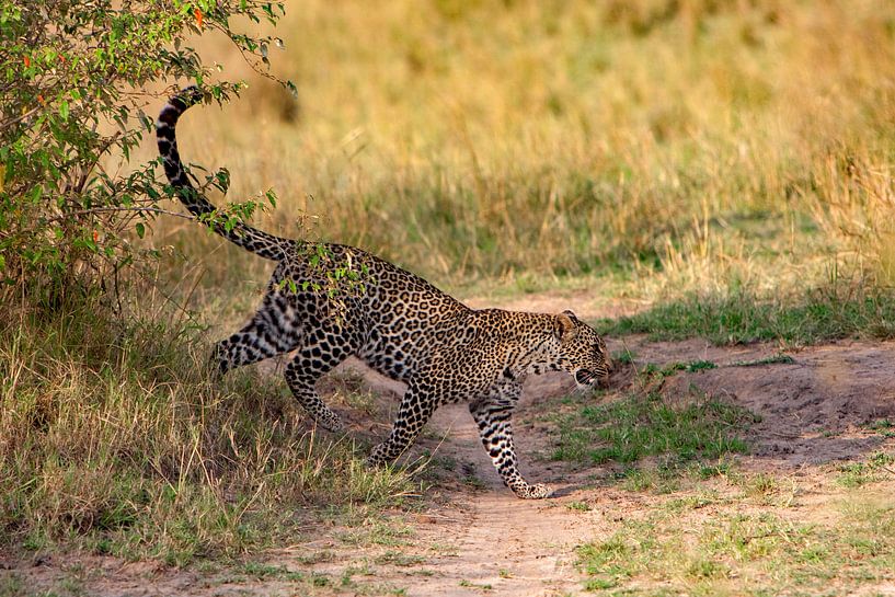 Leopard aus dem Busch von Peter Michel